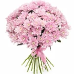 Хризантемы кустовые розовые